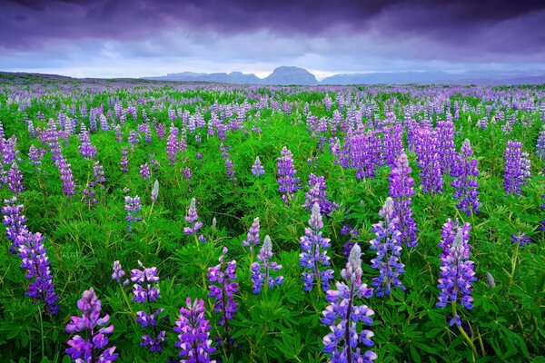 Hermoso campo de flores de altramuces
