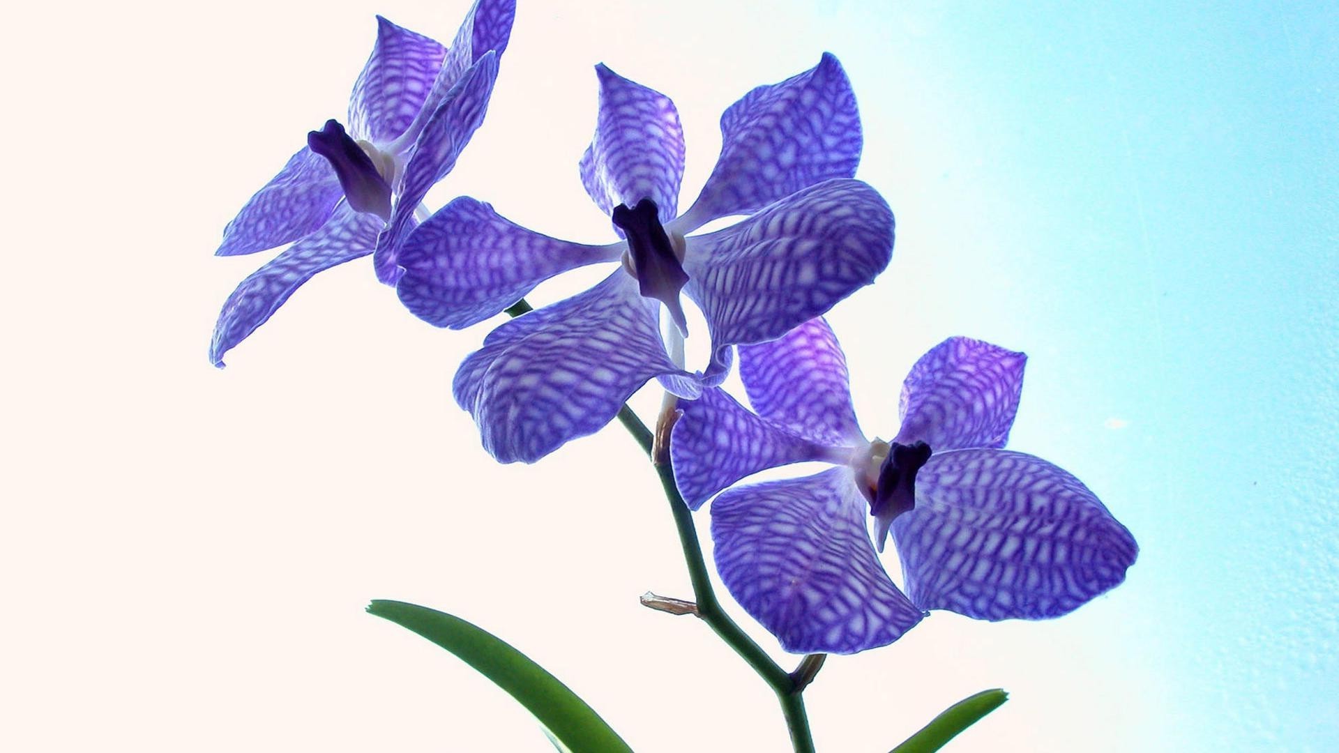 flores naturaleza flor flora floral hoja tropical aislado pétalo hermoso jardín brillante color delicado verano decoración escritorio primer plano exótico blumming
