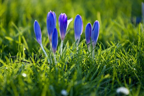 Hermosas flores se encuentran en el heno