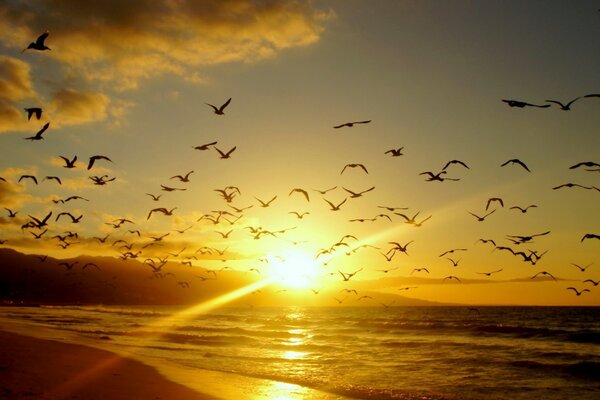 Aves al atardecer por la noche. Naturaleza