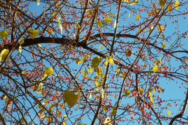 Fotos de árboles de otoño en temporada!