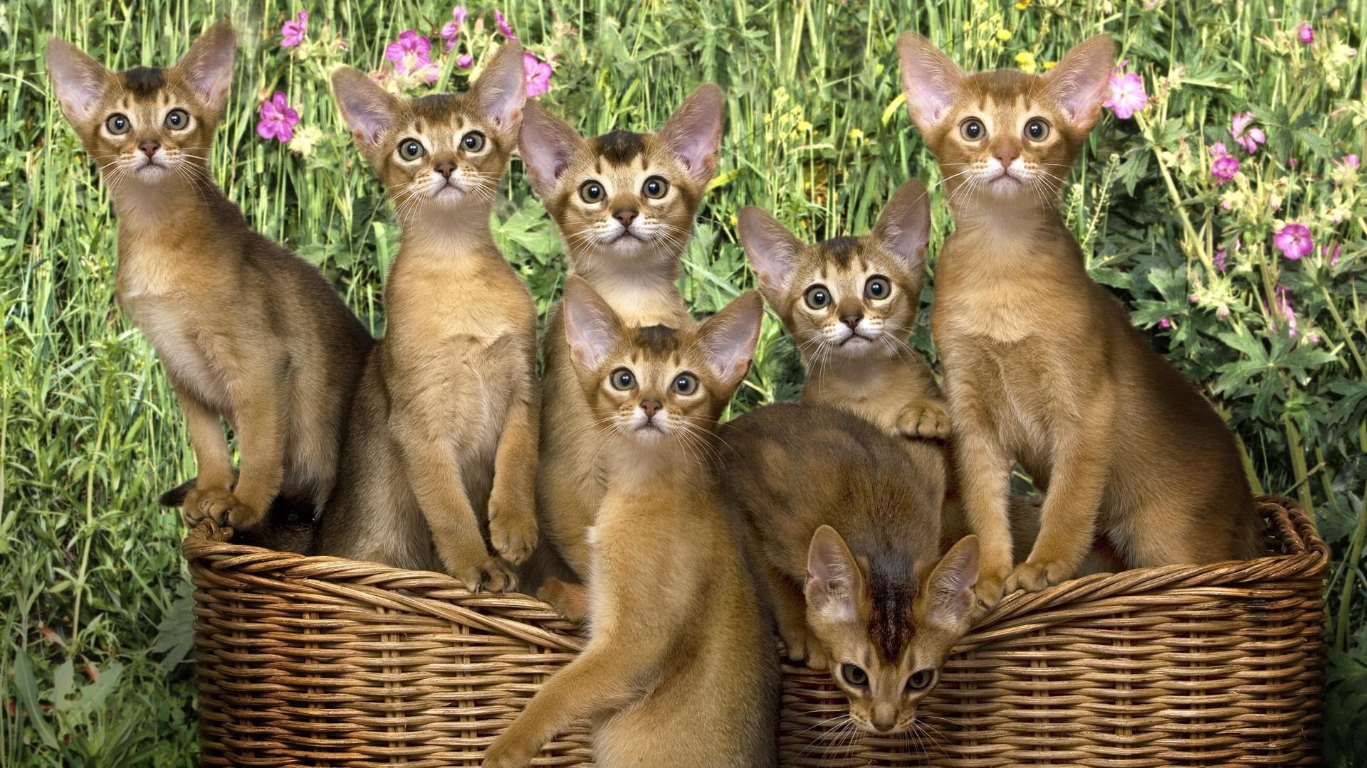 gatos lindo mamífero animal naturaleza gato mascota pequeño joven pelaje