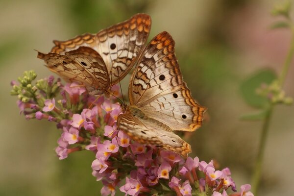 Dos mariposas comen néctar de una flor rosa