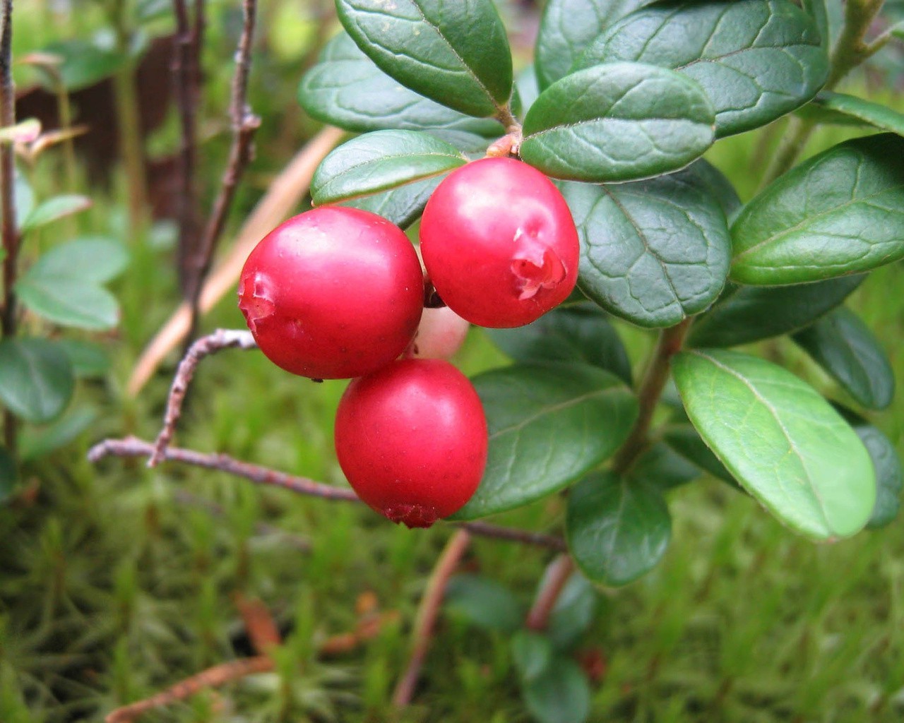 bayas hoja naturaleza fruta comida baya pasto jardín árbol arbusto suculento verano rama otoño primer plano cosecha salud flora