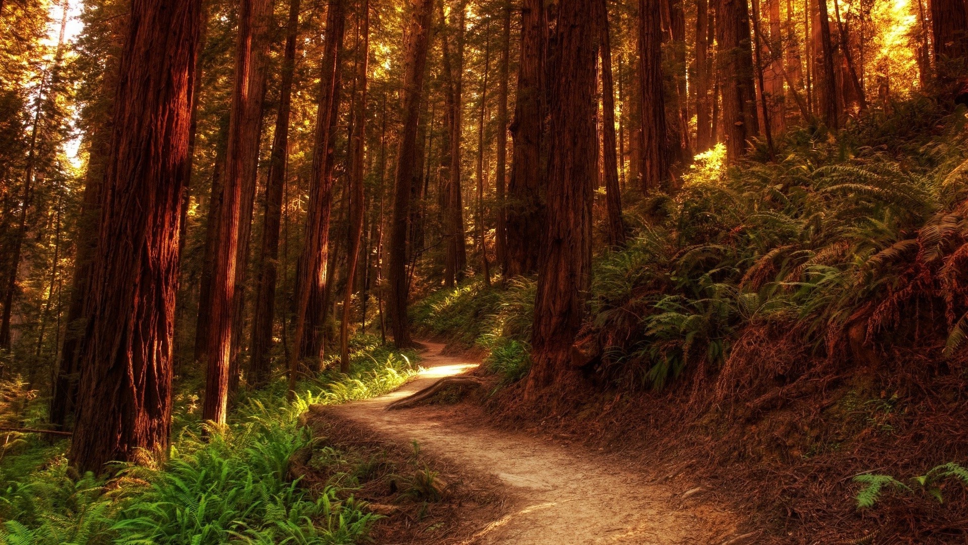 verano madera naturaleza paisaje árbol guía carretera parque luz hoja al aire libre amanecer sendero otoño buen tiempo viajes senderismo sequoia escénico medio ambiente