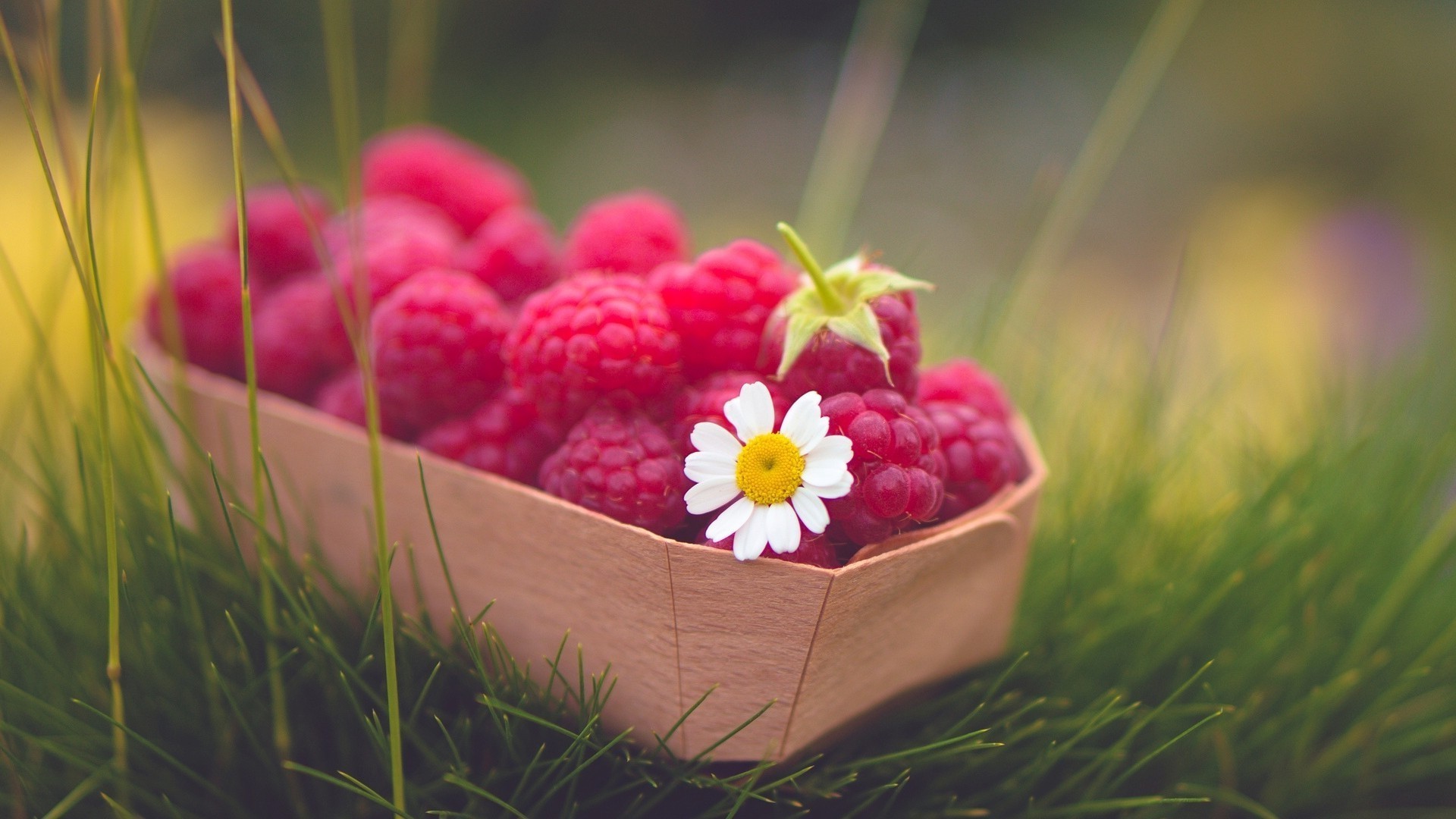 bayas naturaleza jardín comida fruta verano primer plano saludable hierba flor confitería color frescura