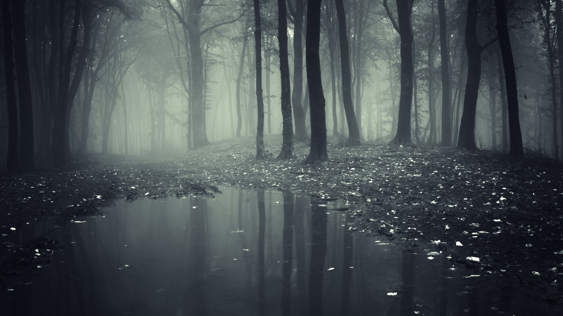 otoño árbol agua luz paisaje niebla madera reflexión río monocromo invierno amanecer parque naturaleza niebla otoño