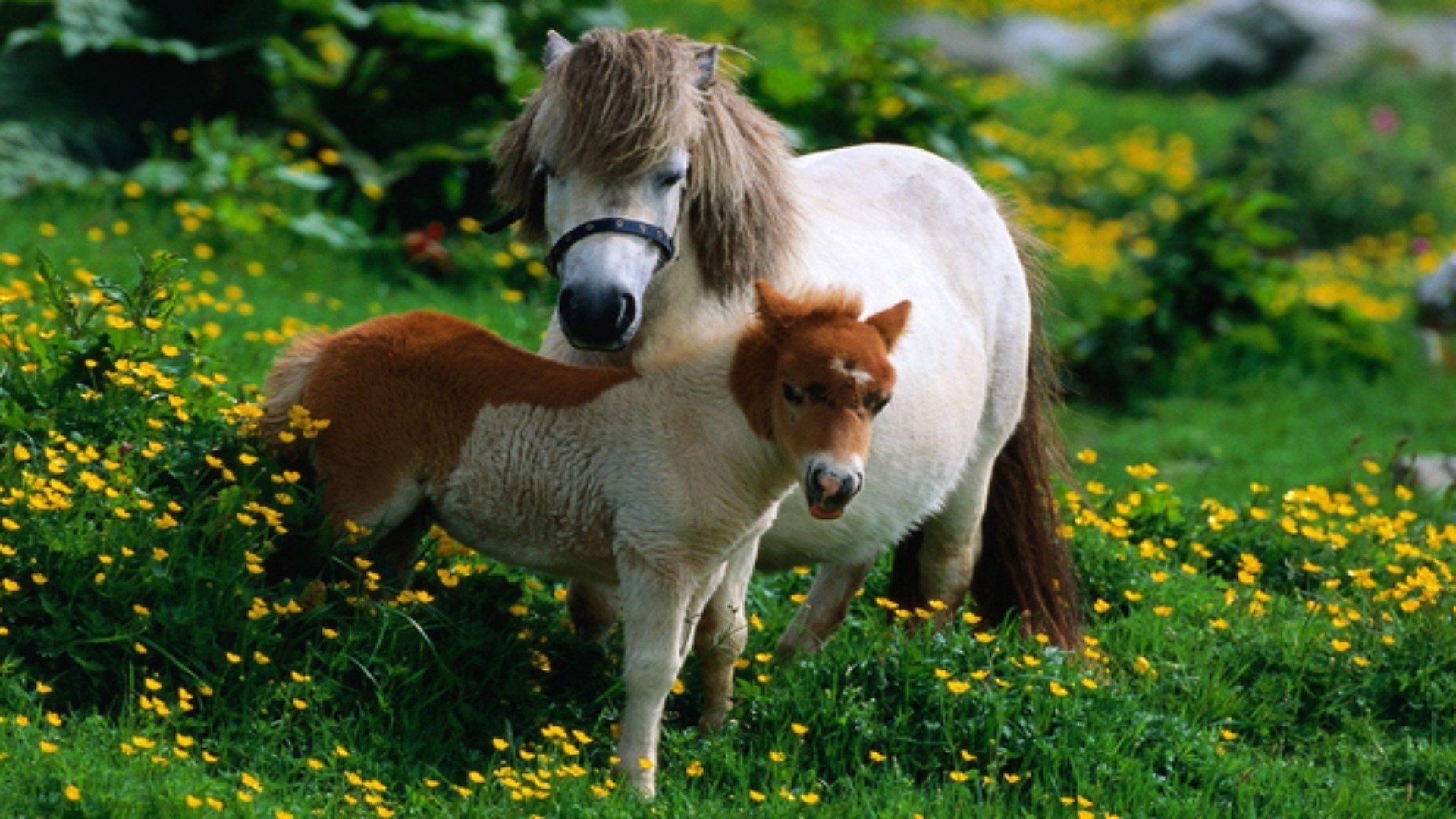 animales mamífero hierba al aire libre naturaleza animal lindo vida silvestre heno verano mascota animales vivos caballería granja