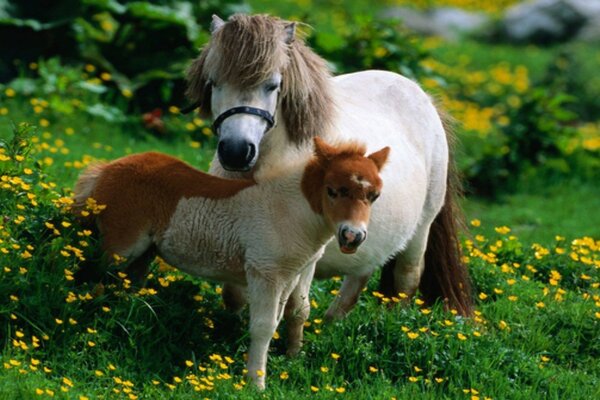 Dos animales en la hierba verde