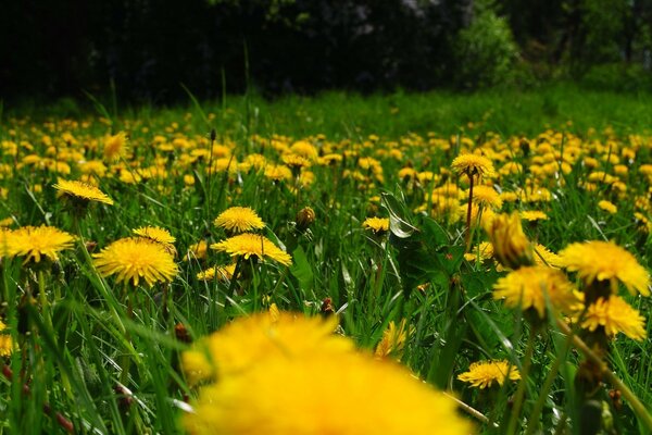Claro de diente de León amarillo en verano