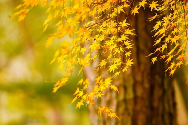 El milagroso nacimiento del otoño dorado