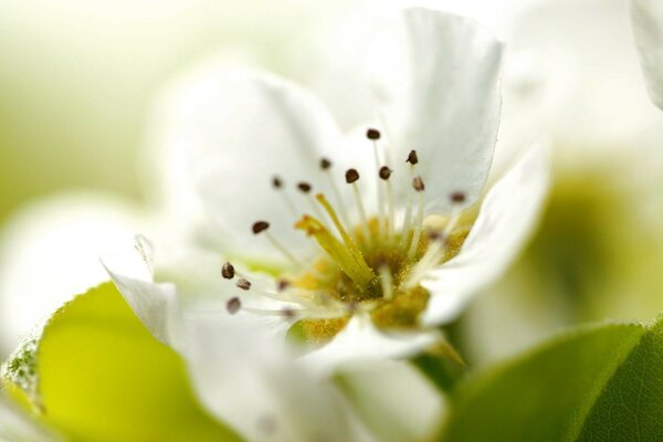 Paisaje de primavera: árboles en flor