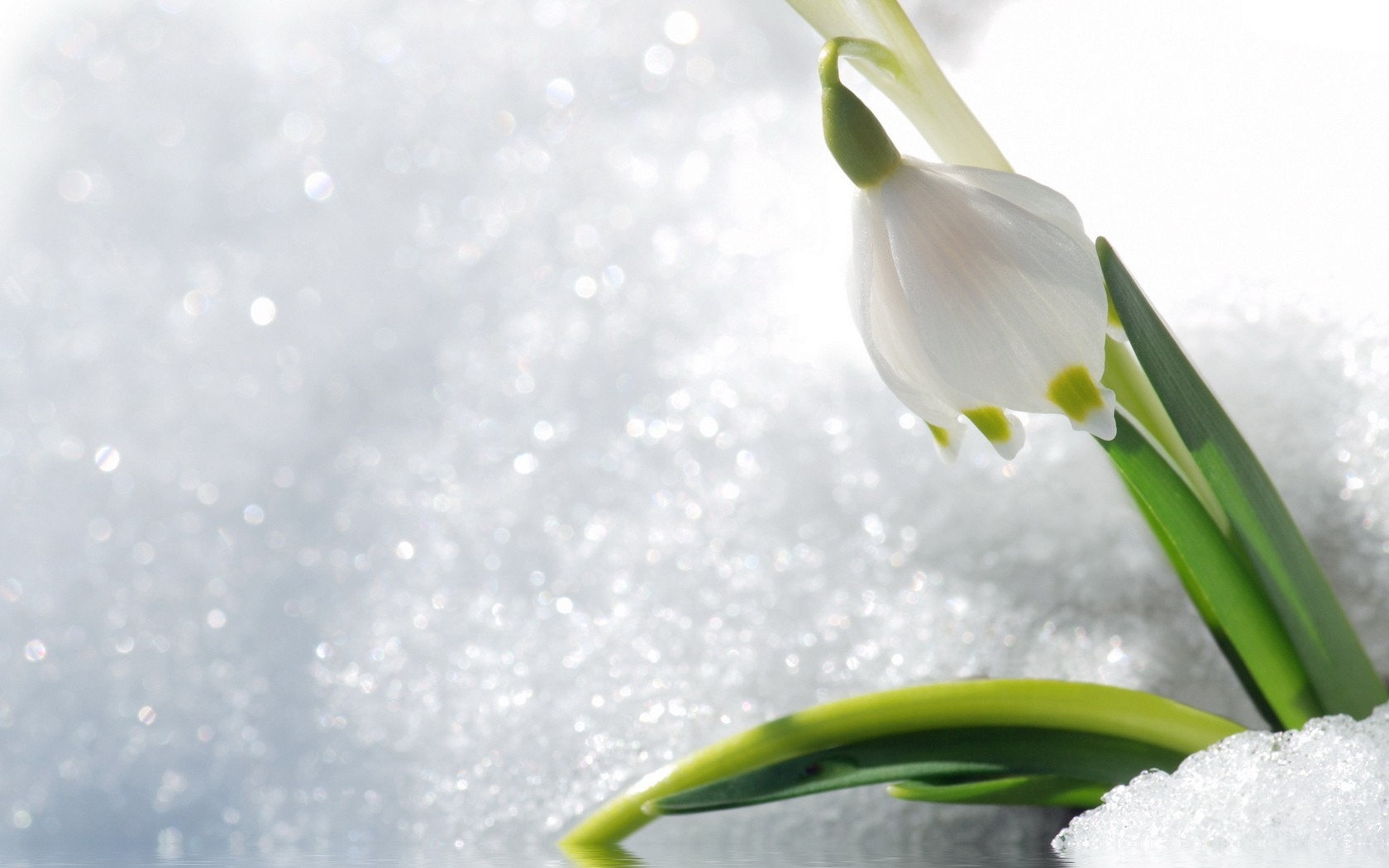 invierno naturaleza flor flora hoja nieve limpieza temporada caída brillante pascua crecimiento