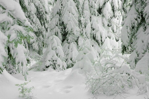 Invierno frío, ¡pero qué hermoso bosque helado!