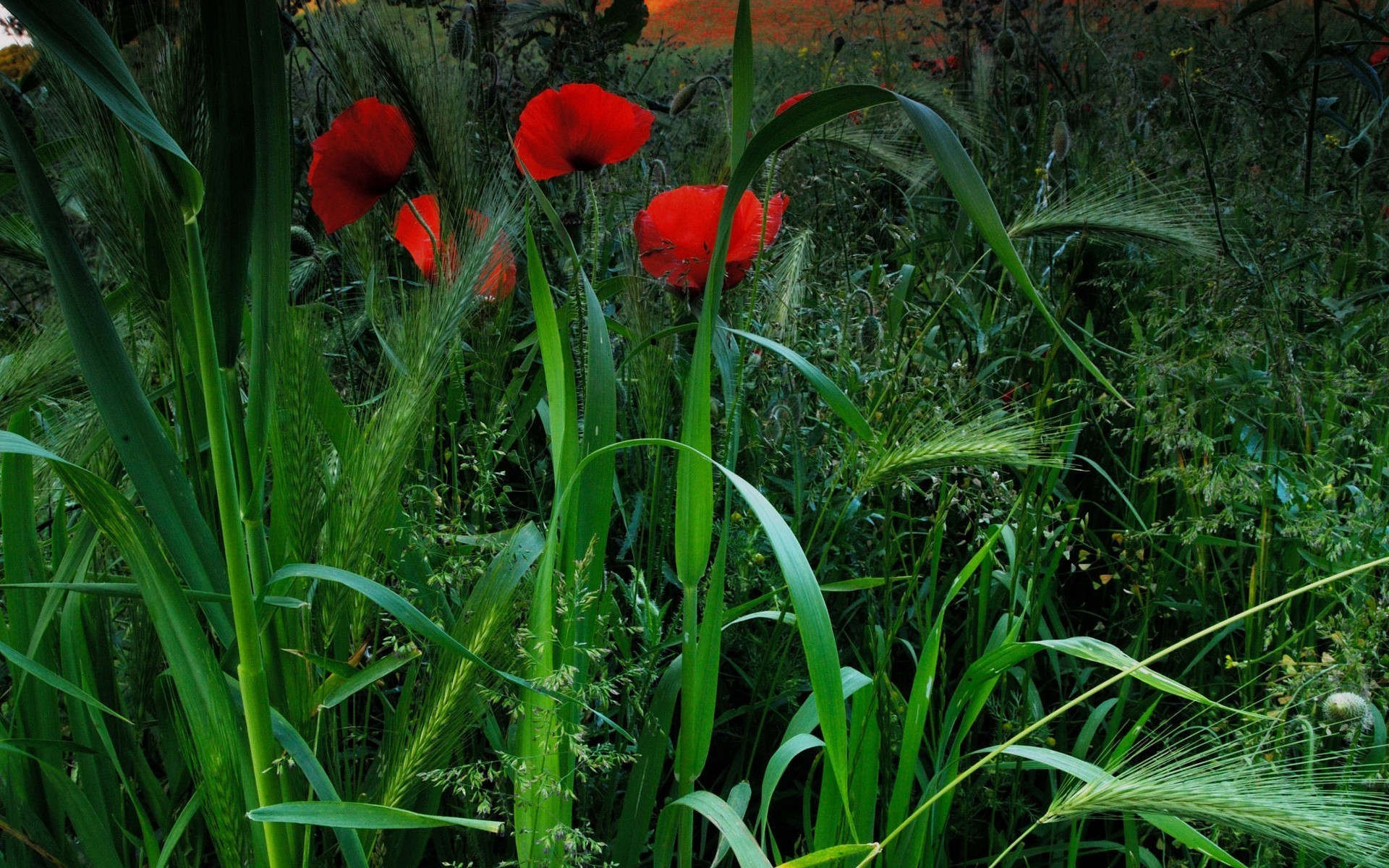 flores flor flora naturaleza campo hierba jardín verano heno hoja color crecimiento temporada medio ambiente brillante al aire libre primer plano brillante rural