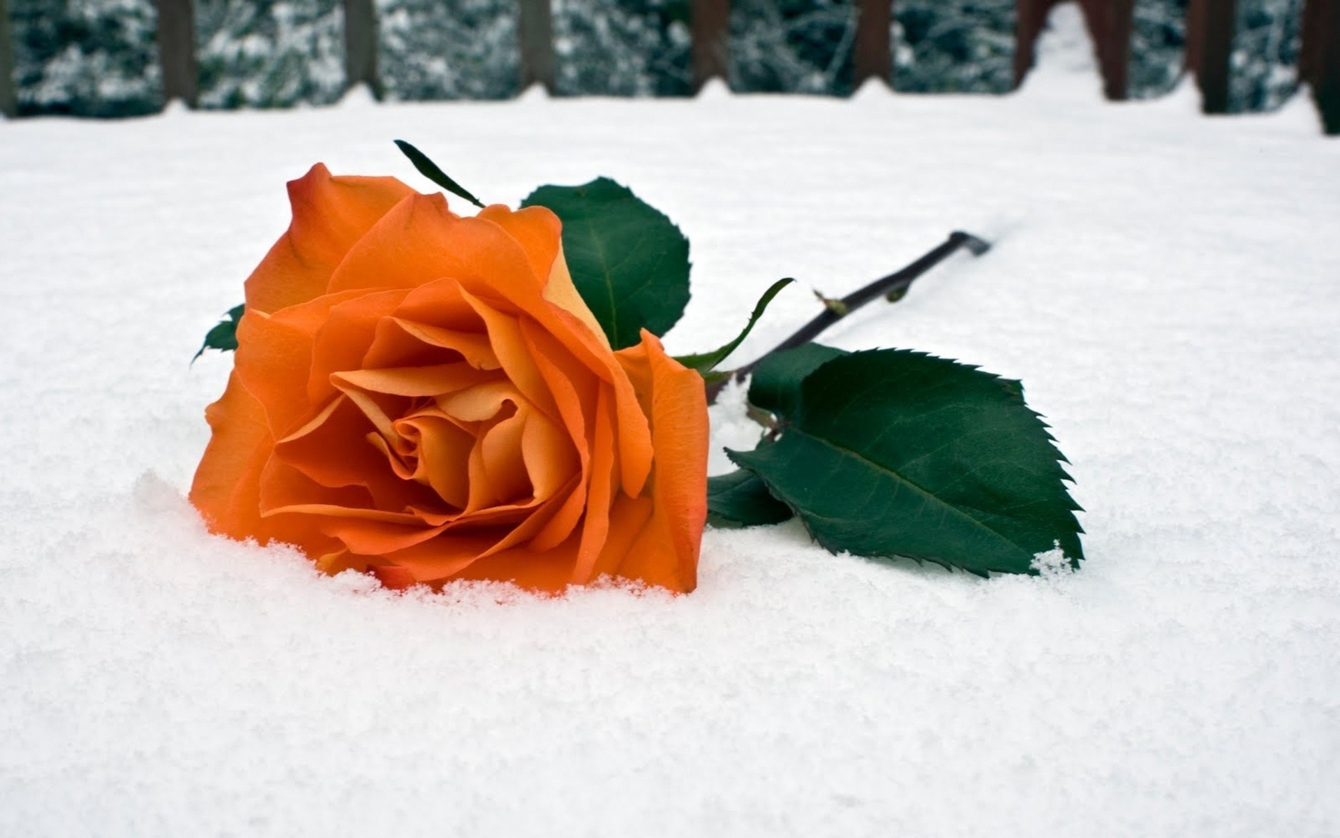 rosas invierno nieve flor hoja amor naturaleza muerta romance naturaleza