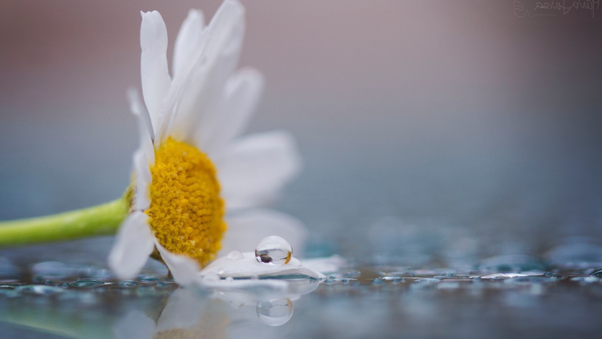 gotas y agua naturaleza agua flor pureza verano hoja
