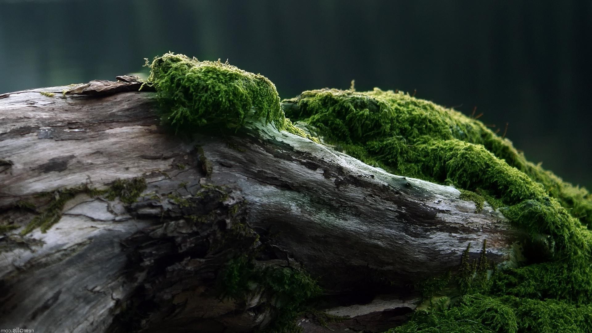 textura musgo agua naturaleza al aire libre madera paisaje roca parque hoja árbol medio ambiente cascada musgo viajes río flora luz del día verano