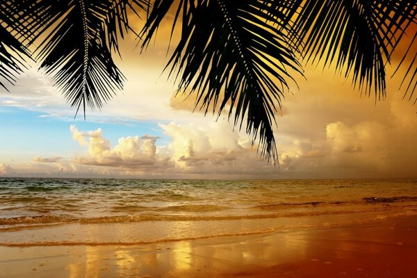 Tropical pore al atardecer