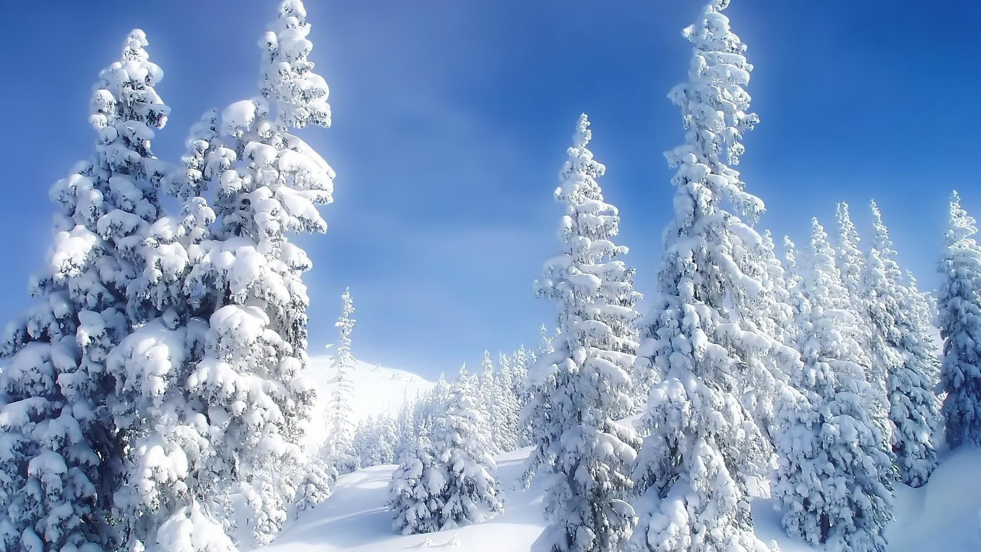 invierno nieve frío escarcha madera hielo congelado nevado montaña tiempo abeto temporada buen tiempo evergreen escénico