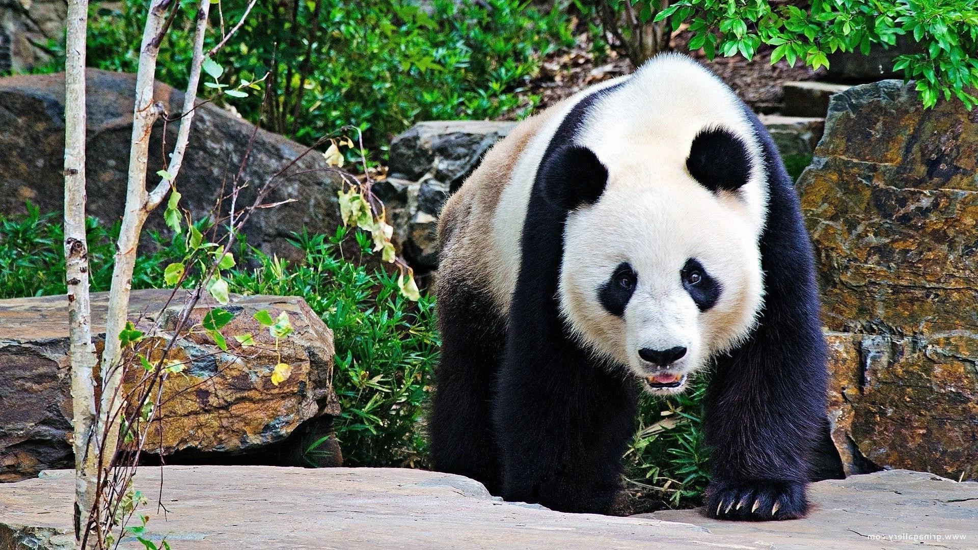 herbívoro naturaleza zoológico mamífero salvaje vida silvestre animal madera al aire libre hierba parque árbol verano