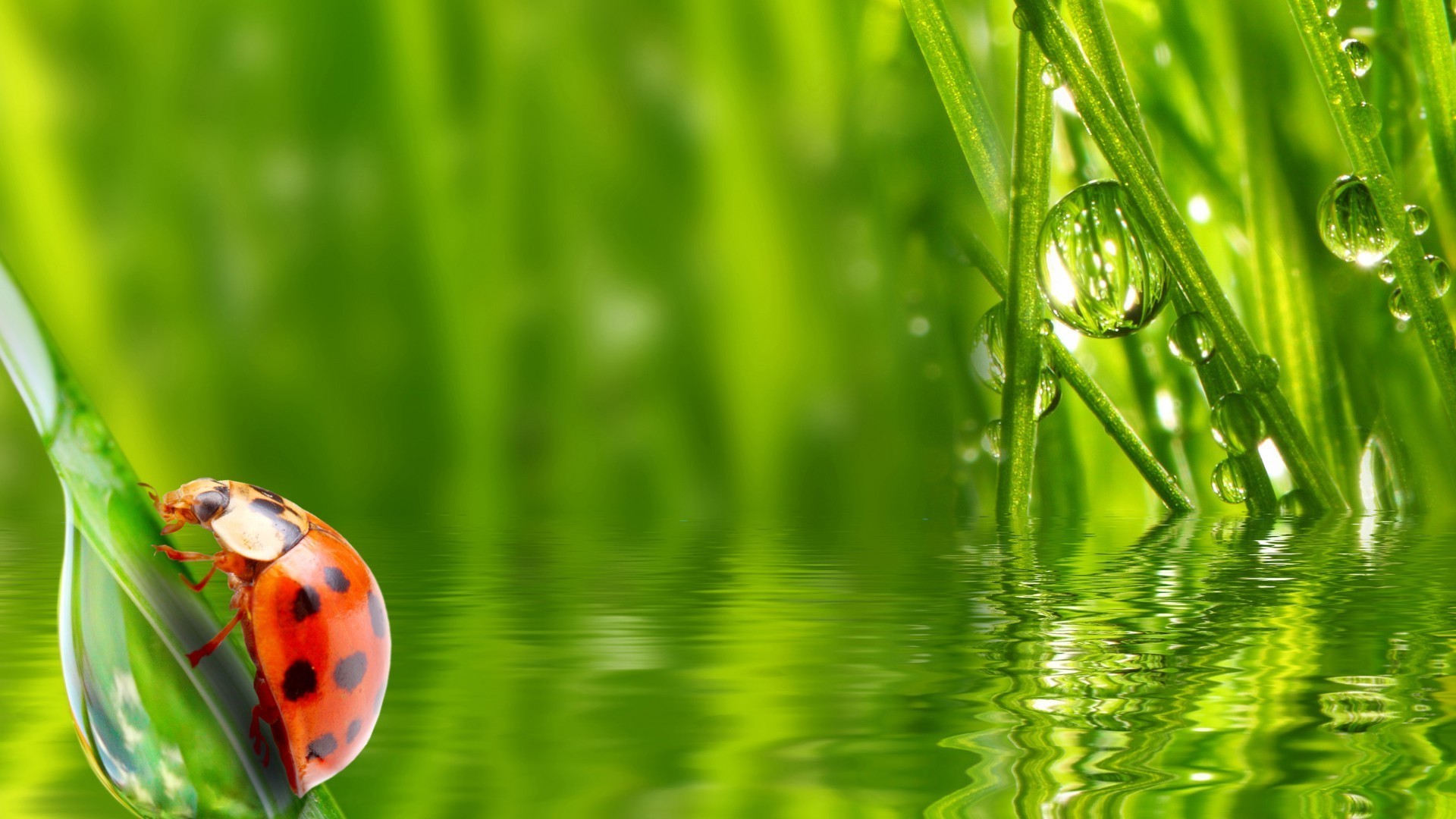 animales hierba crecimiento flora medio ambiente hoja rocío hoja verano naturaleza jardín lluvia caída césped medio ambiente armonía ecología frescura exuberante heno mojado