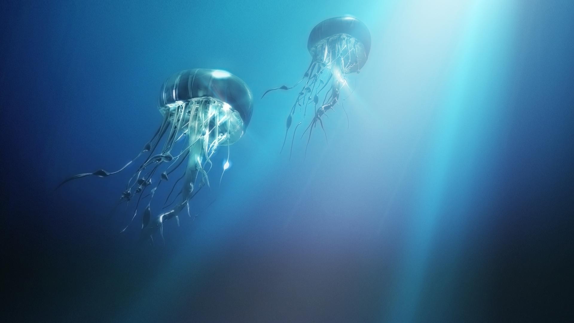 animales submarino natación océano