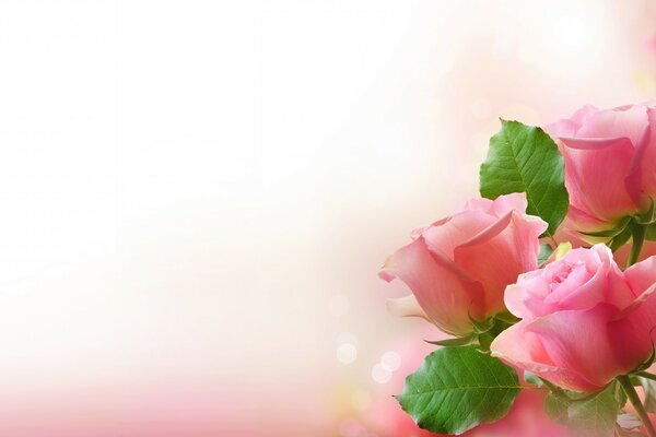 Tres rosas Rosadas para el fondo