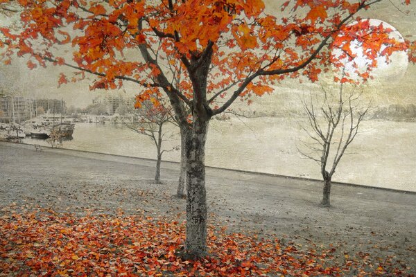 Otoño hoja caída Halloween paisaje