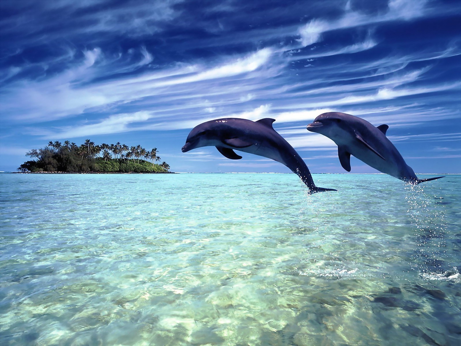 animales amantes agua submarino océano mar peces naturaleza natación buceo delfín vida silvestre tropical al aire libre viajes turquesa soplador de aire