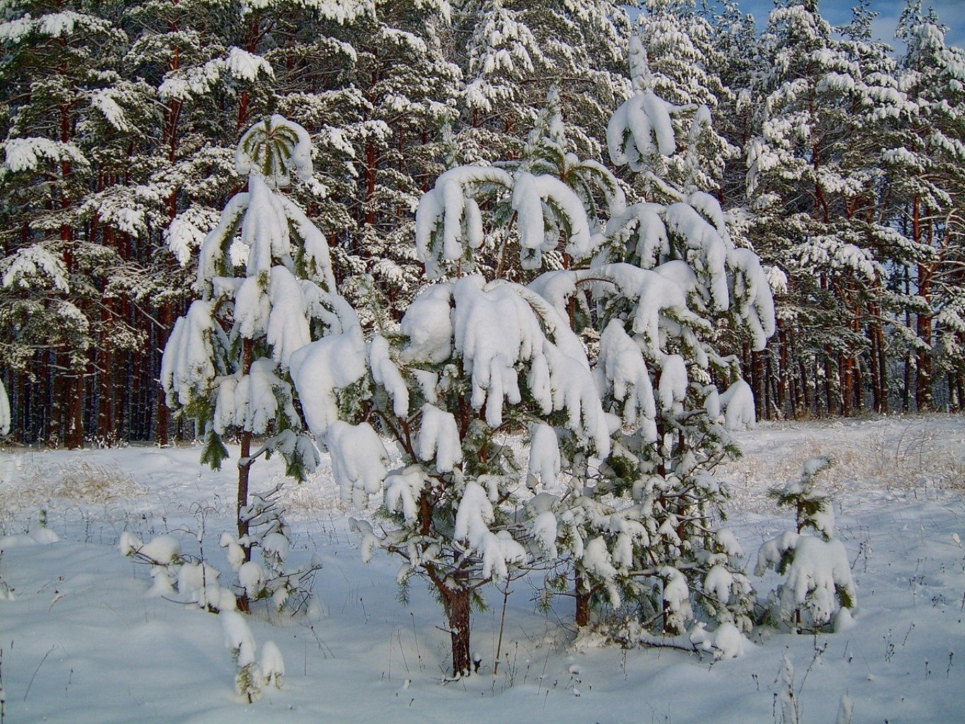 invierno nieve clima frío escarcha temporada árbol madera paisaje naturaleza congelado al aire libre hielo blanco como la nieve rama escena helada tormenta de nieve escénico