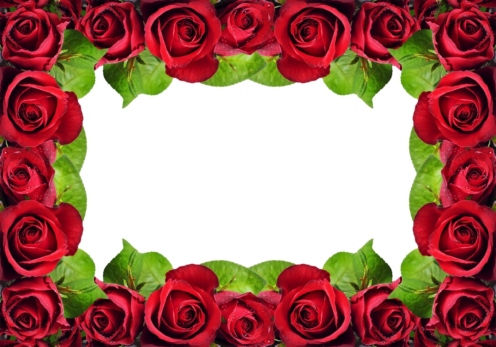vacaciones rosa romance amor floral ramo pétalo flor boda aniversario romántico matrimonio hoja bluming regalo flora cluster elegante decoración amigo cumpleaños
