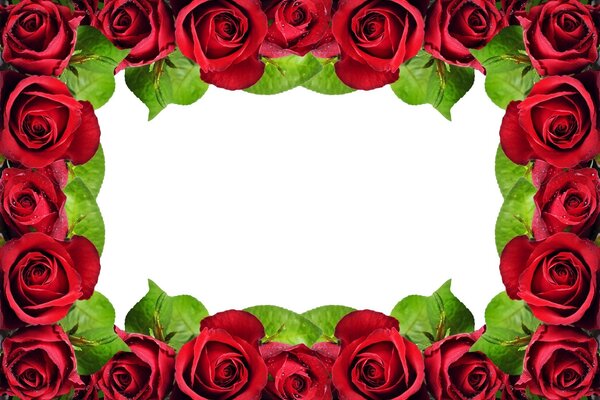Marco de rosas con fondo en blanco