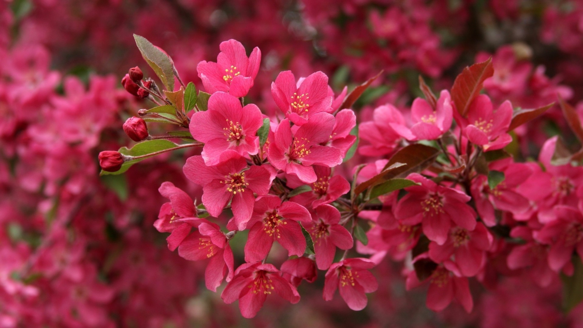 primer plano flor naturaleza rama jardín flora hoja crecimiento pétalo árbol floral floración al aire libre brillante verano cereza arbusto color temporada parque