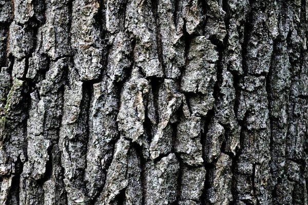 Corteza de árbol. Macro. Bosque. Naturaleza