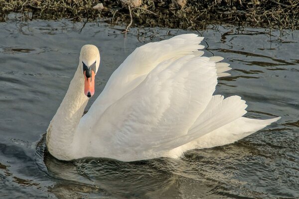 Hermoso cisne blanco como la nieve en el lago