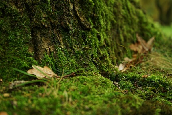 Caída de hojas en musgo esponjoso verde