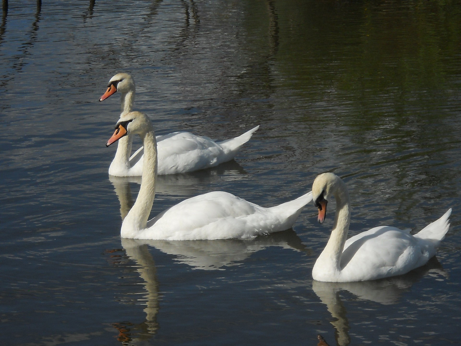 cisne pájaro agua lago aves acuáticas ganso pato natación mudo piscina reflexión vida silvestre aves naturaleza pluma cuello río animal