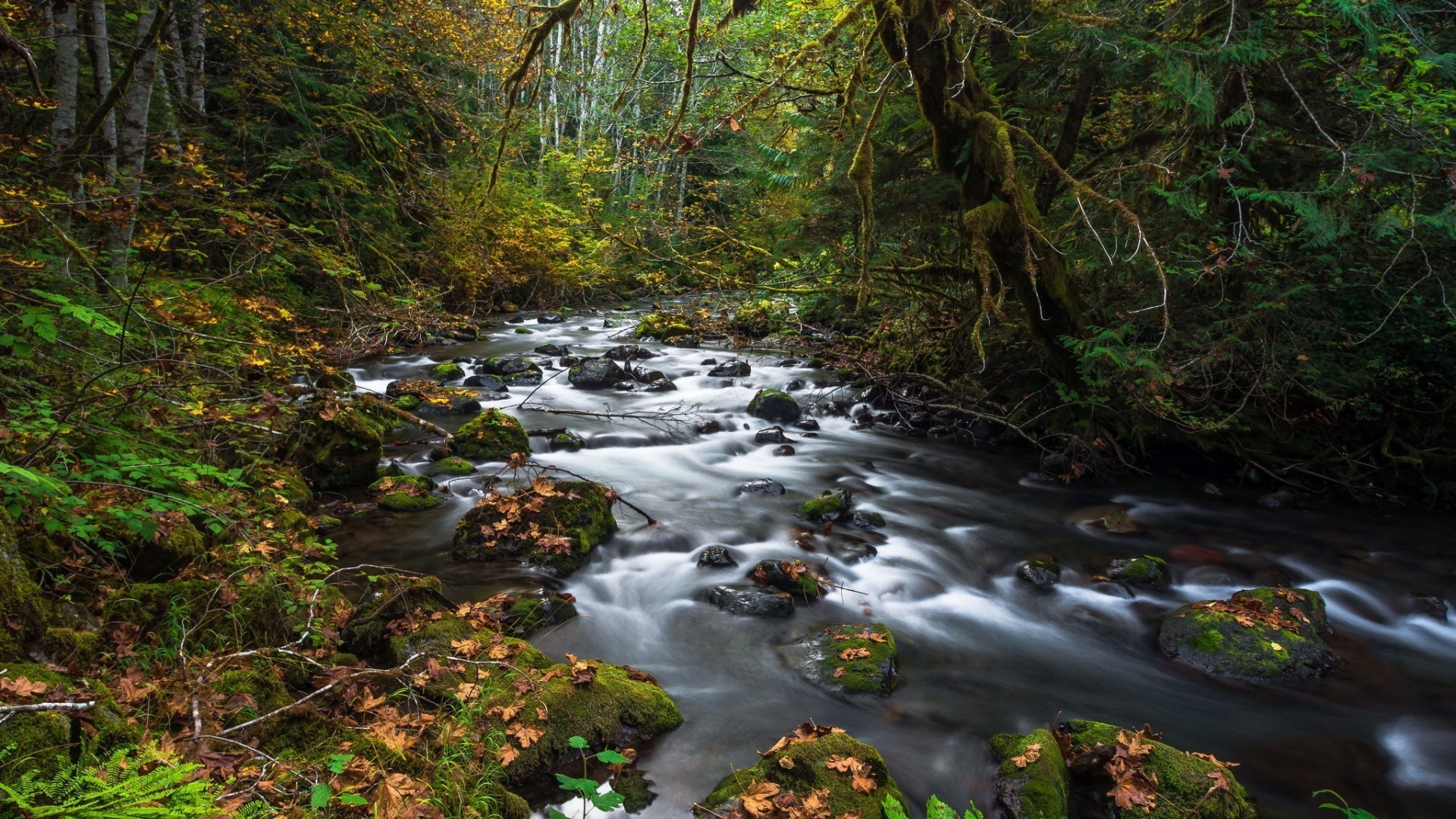 otoño agua madera río corriente hoja naturaleza paisaje cascada creek árbol musgo al aire libre roca viajes parque corriente montaña - rapids