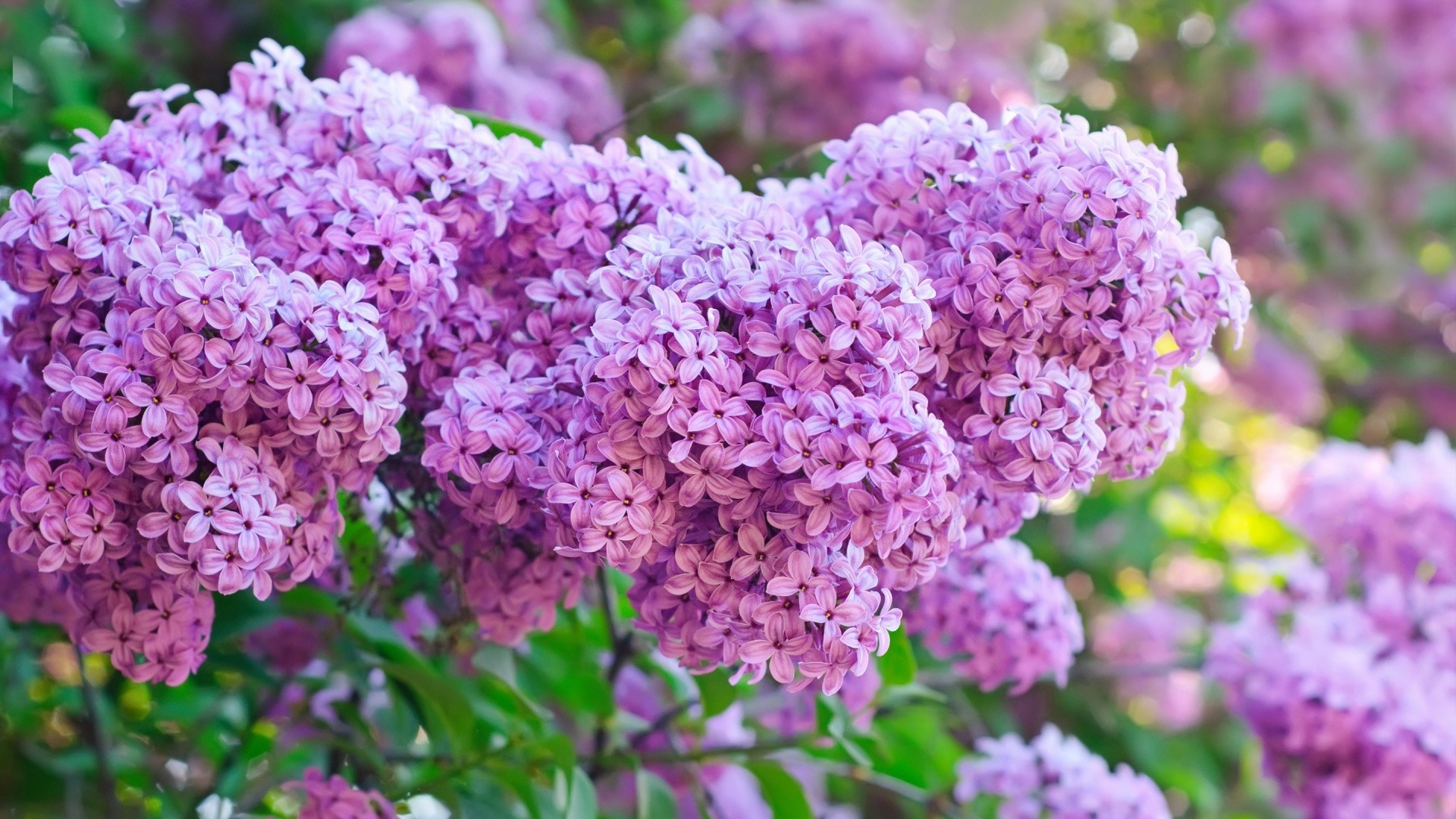 flor flora naturaleza jardín arbusto floración verano hoja lavanda floral crecimiento color estación pétalo brillante rama árbol botánico al aire libre
