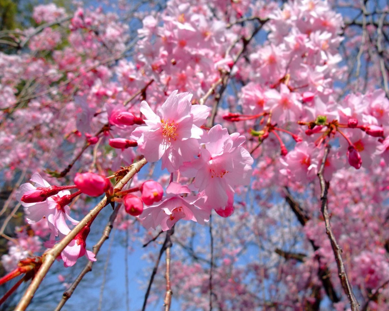 cereza flor rama árbol flora naturaleza estación floración jardín crecimiento pétalo hoja primavera amigo al aire libre parque color brillante floral