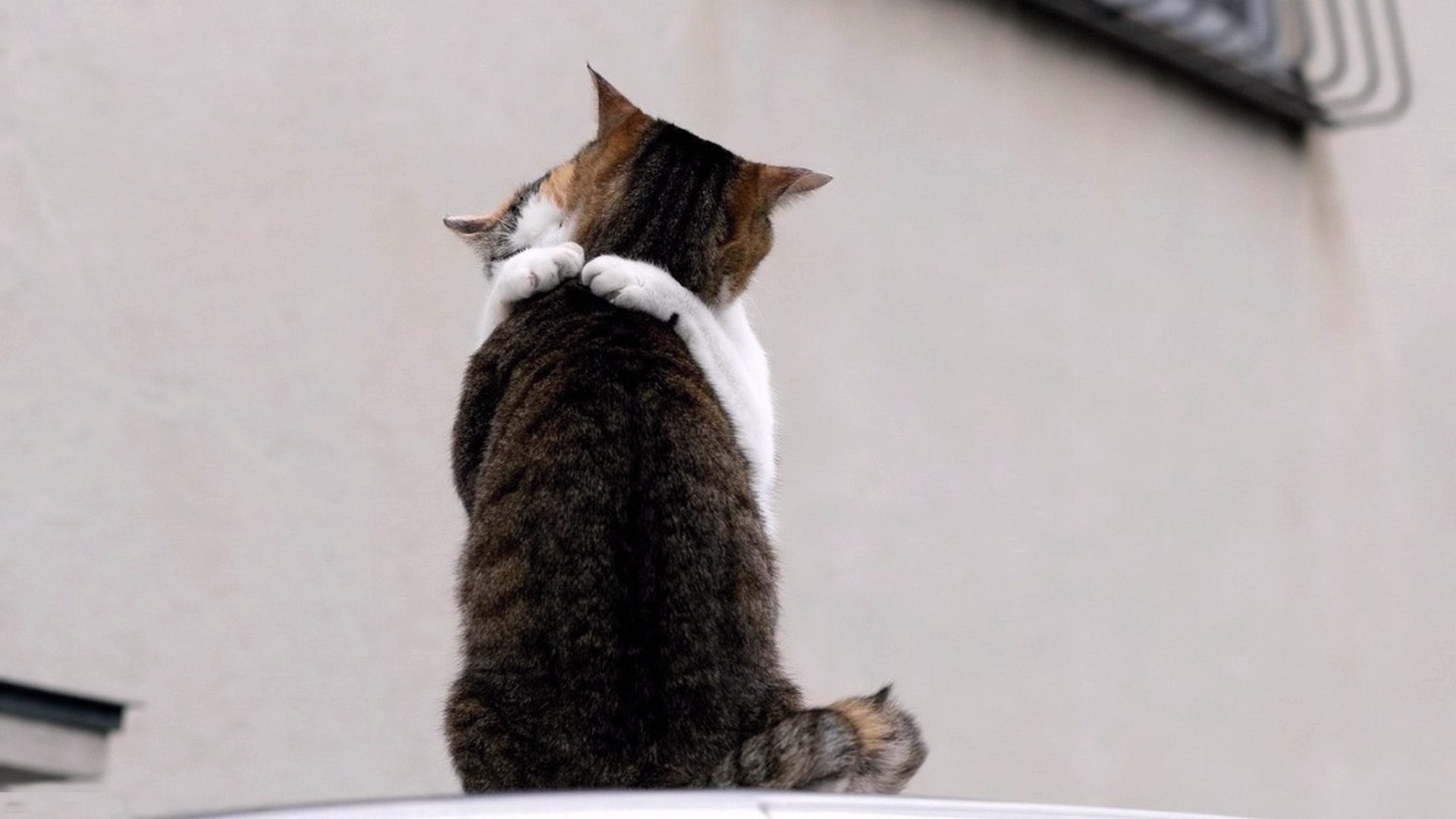 gato mamífero lindo animal gatito mascota solo doméstico piel
