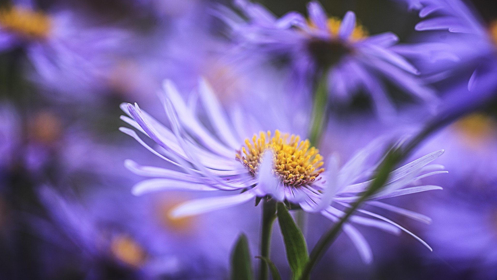 naturaleza flor flora verano jardín floral pétalo brillante hoja color bluming primer plano hermoso al aire libre delicado