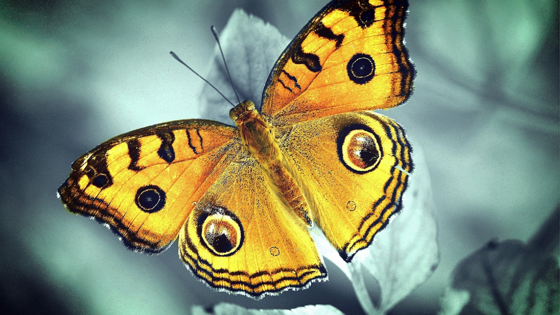 mariposa insecto naturaleza invertebrados vida silvestre animal ala monarca al aire libre lepidópteros polilla color verano biología jardín salvaje volar hermosa