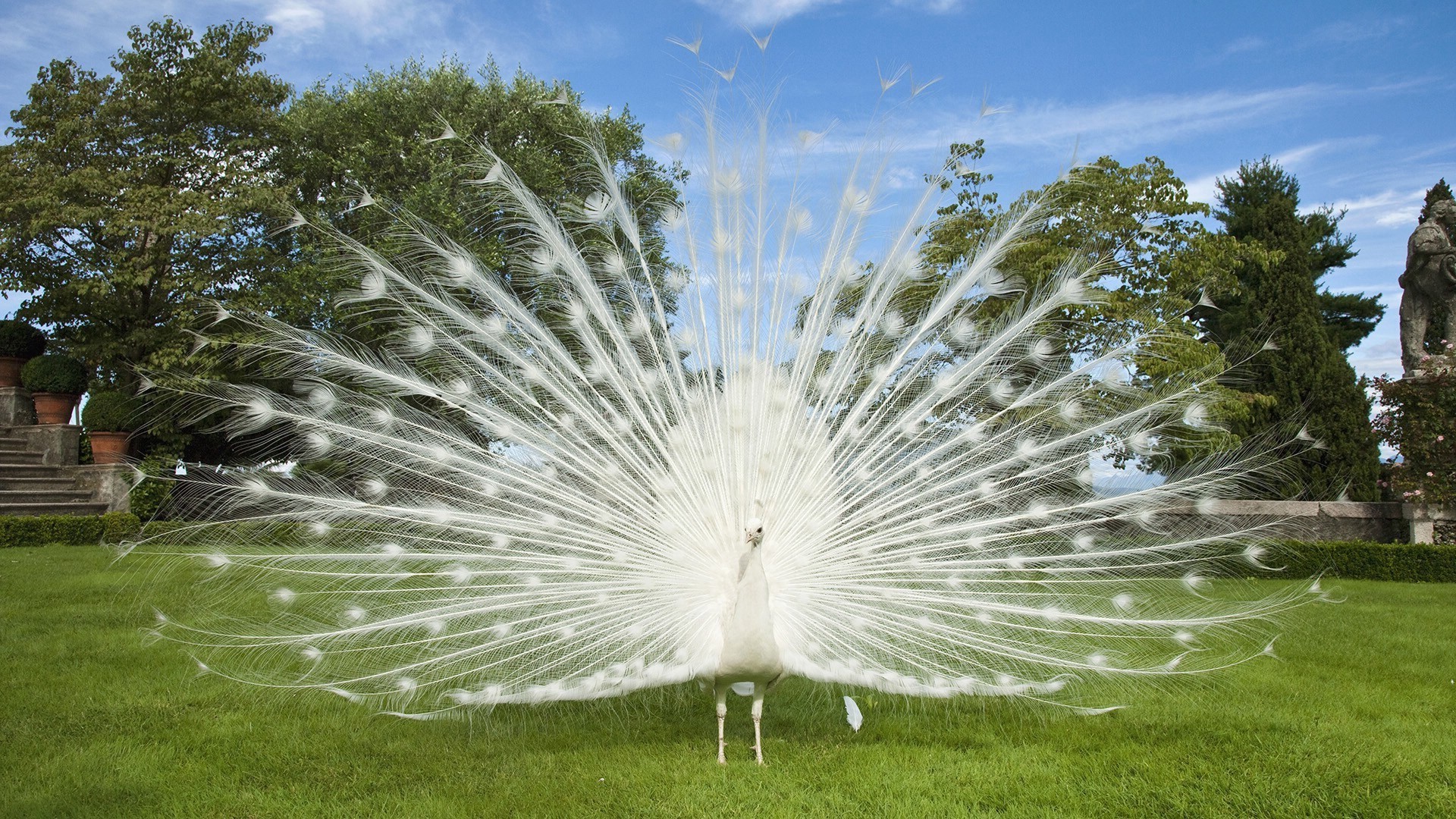 naturaleza hierba parque al aire libre hermoso verano jardín brillante cielo flora césped