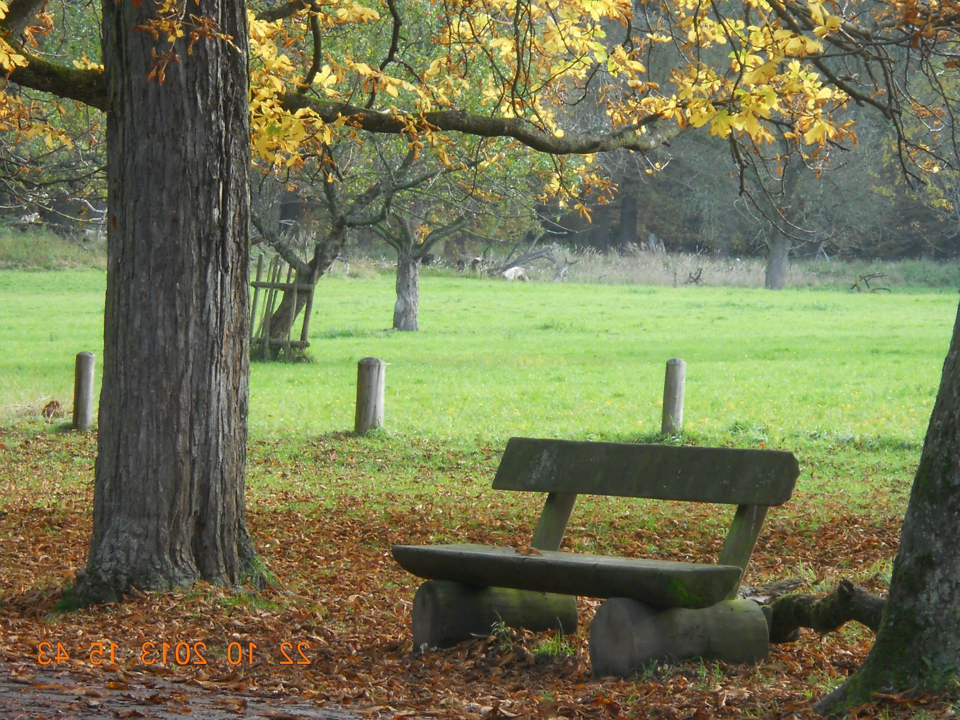 otoño árbol banco madera hoja parque temporada paisaje naturaleza al aire libre arce lugar jardín hierba escénico placid medio ambiente luz del día color