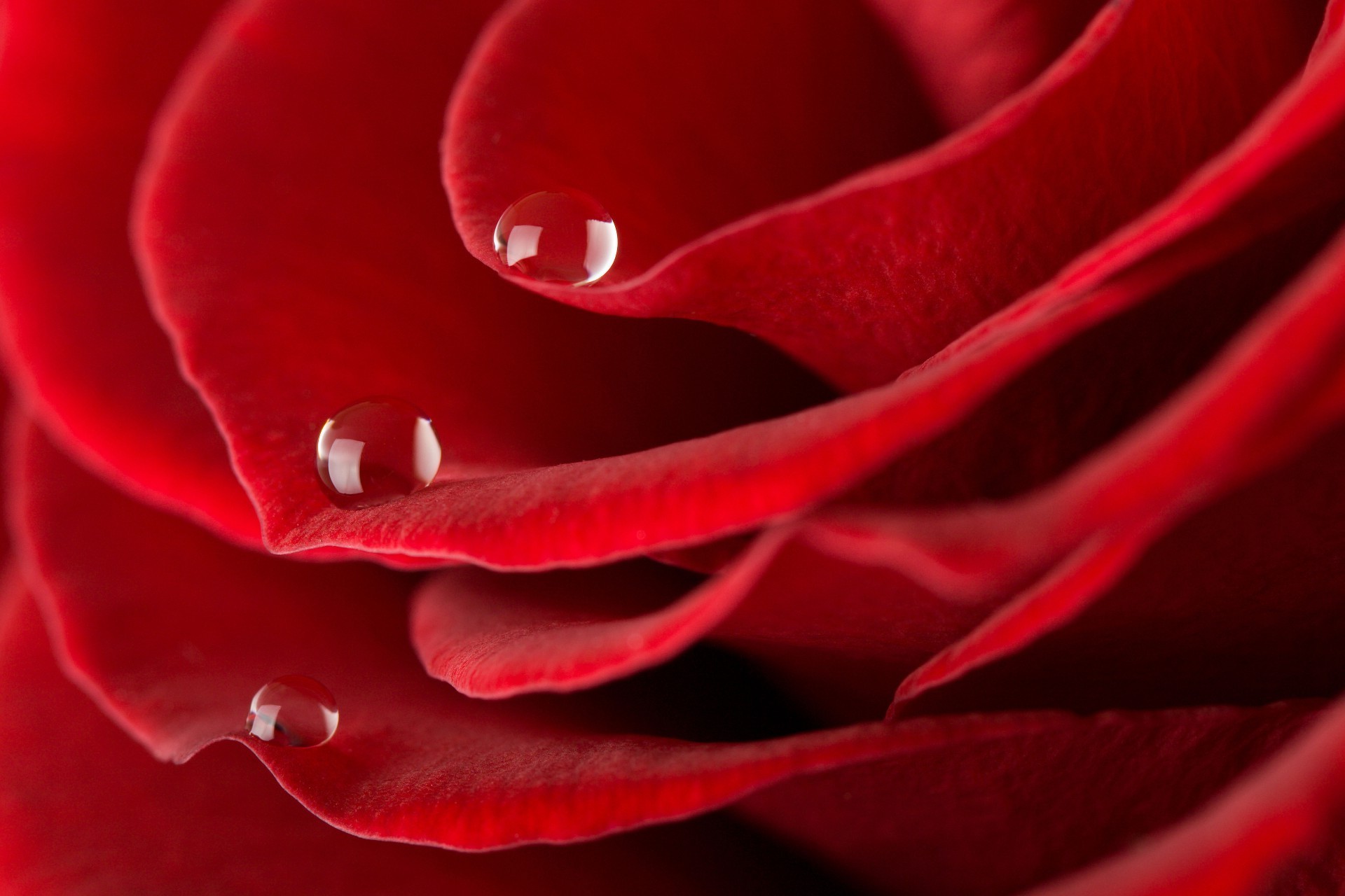 rosa amor romance flor pétalo romántico bluming delicado aniversario botánico naturaleza flora regalo hermoso jardín color amor rocío floral