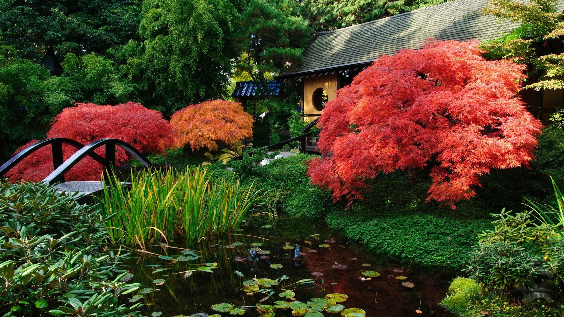 hoja jardín árbol otoño parque madera naturaleza al aire libre flor paisaje temporada