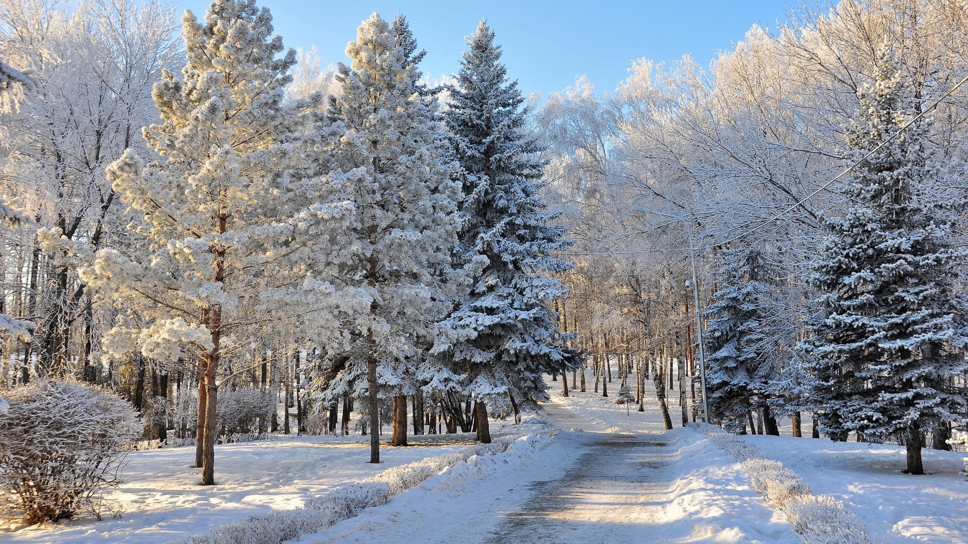nieve invierno escarcha frío madera árbol congelado paisaje hielo temporada escénico tiempo rama buen tiempo escena campo blanco como la nieve naturaleza pino