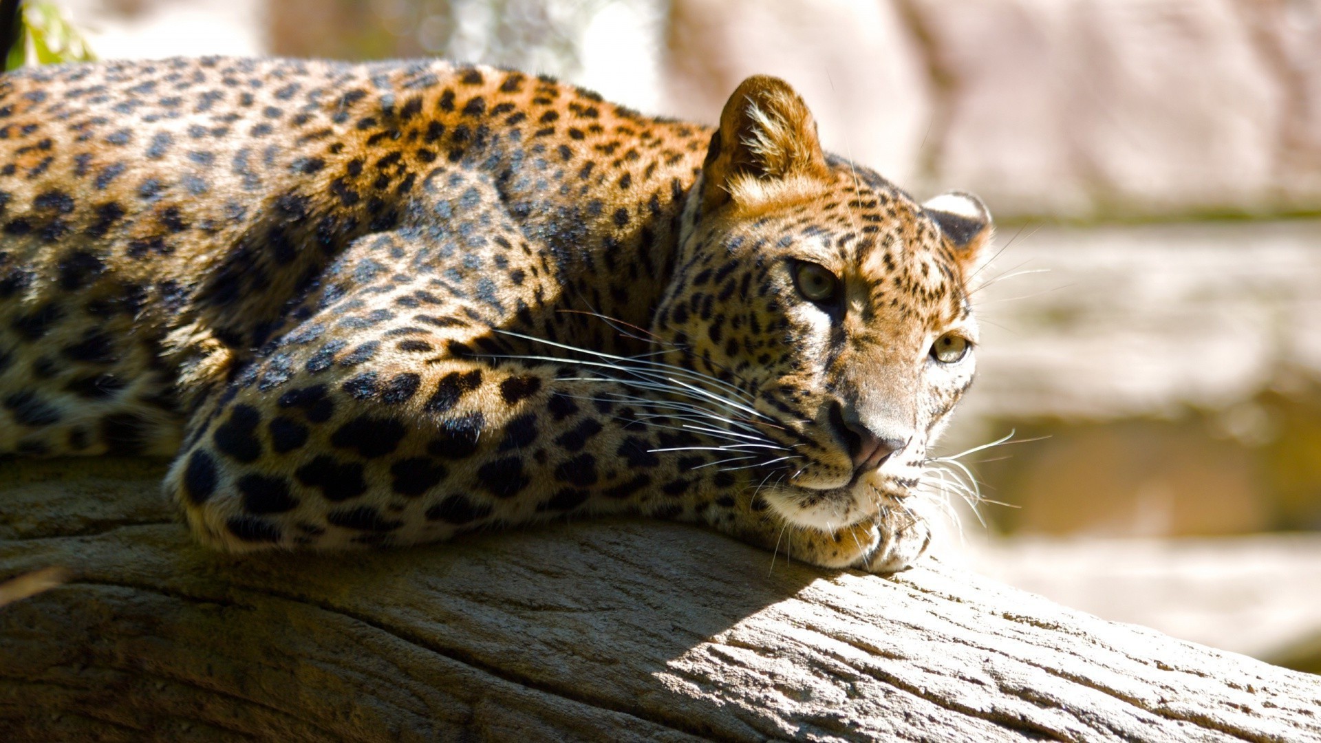 gato vida silvestre depredador mamífero leopardo animal zoológico naturaleza cazador salvaje carnívoro peligro piel safari